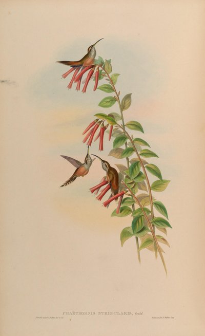 Phaethornis striigularis - John Gould